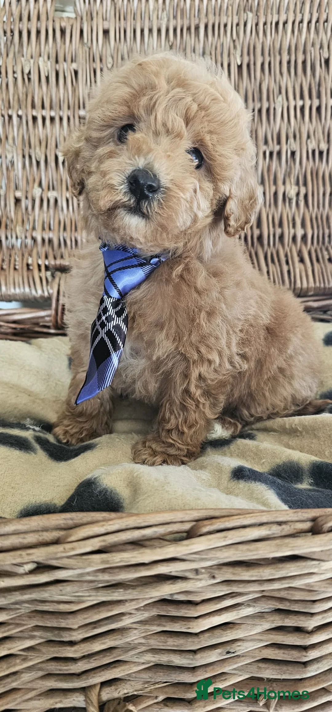 Cavapoo dogs for sale: Cavapoo puppies heath checked by vet  - Advert 9