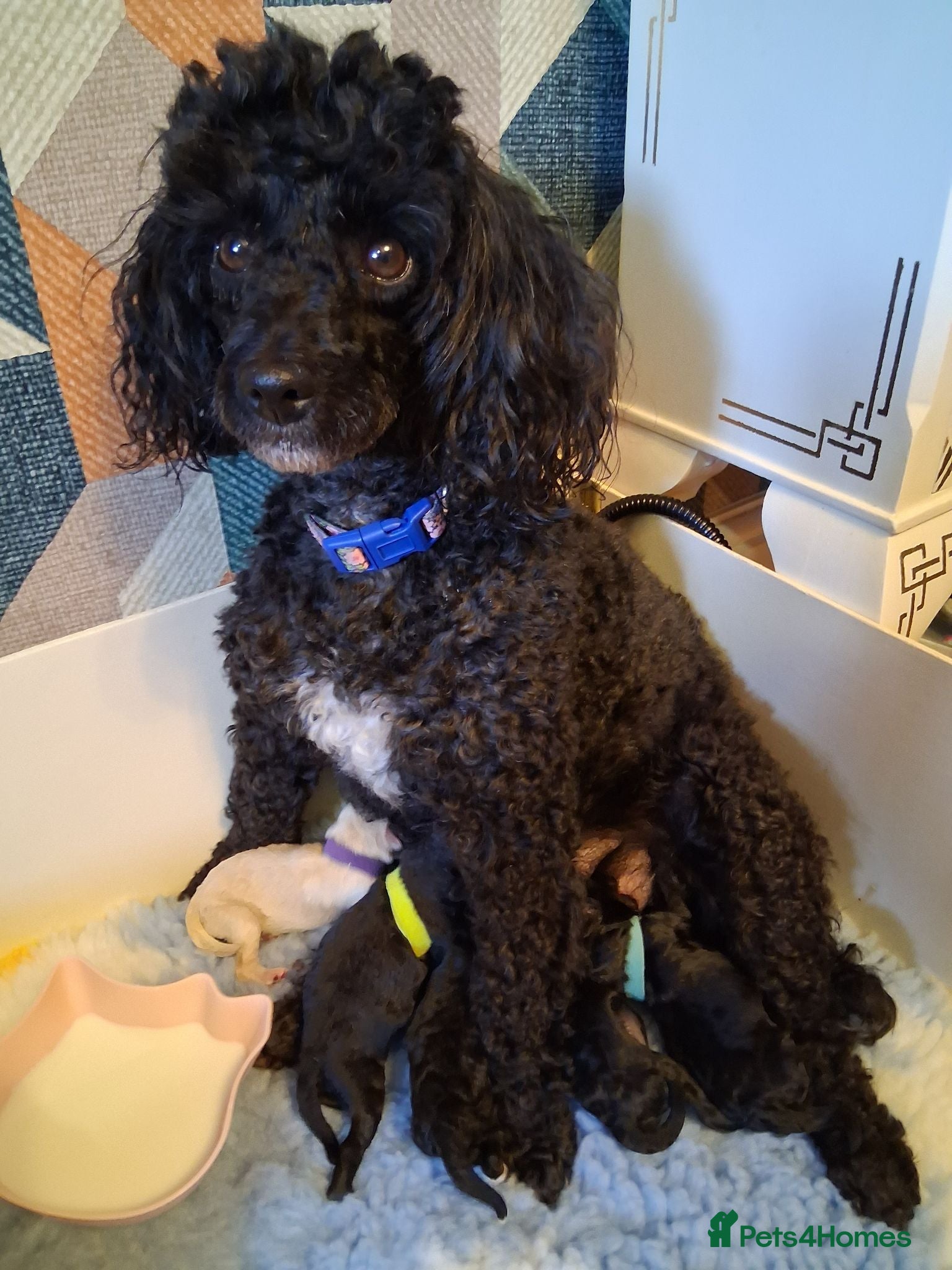 Toy Poodle dogs Gorgeous Toy Poodle Pups - Advert 1