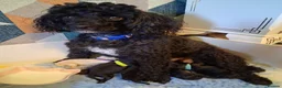 Toy Poodle dogs for sale: Gorgeous Toy Poodle Pups - Advert 1