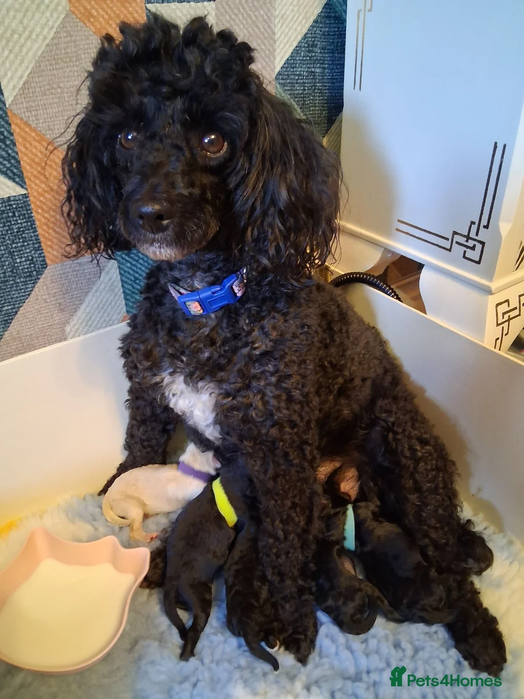 Toy Poodle dogs for sale: Gorgeous Toy Poodle Pups - Advert 1