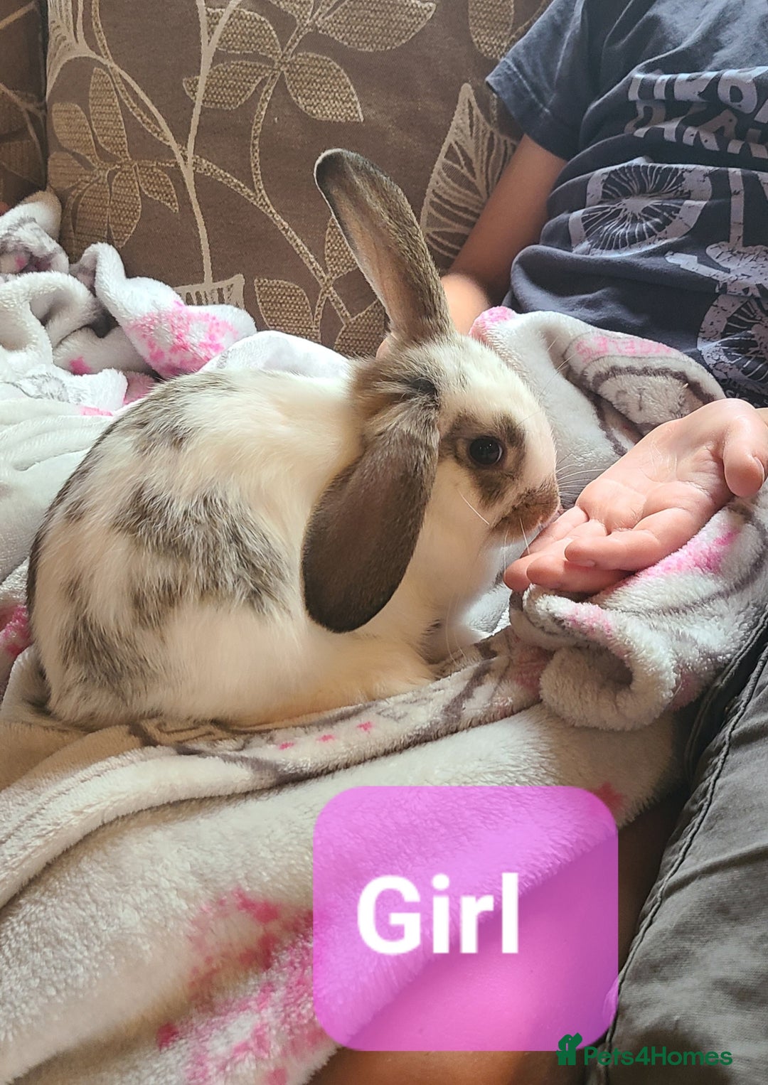 Mixed Breed rabbits for sale: Friendly bunnies ready to go - Image 2