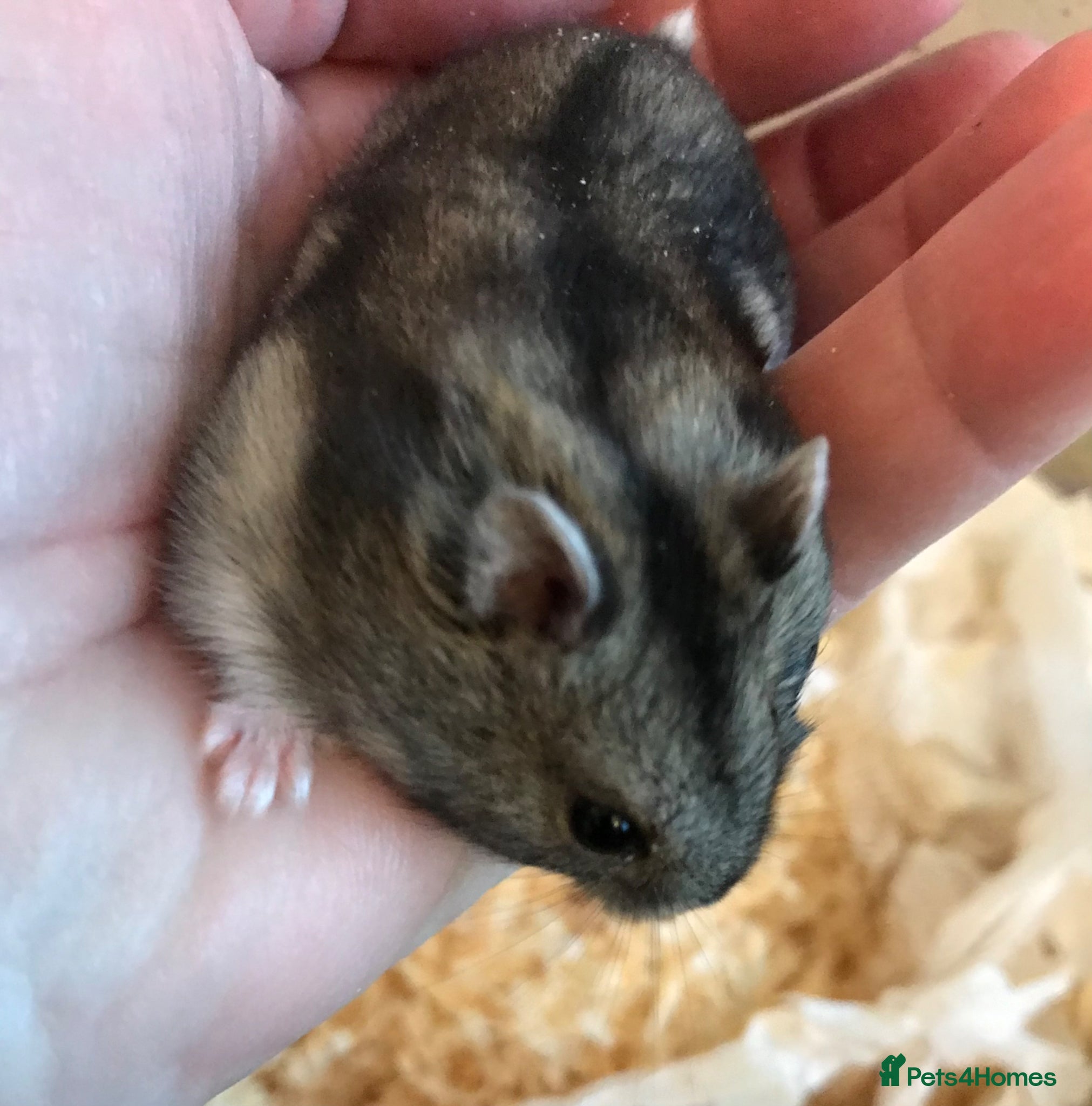 Hamster rodents Baby Winter White Russians from show stock - Advert 1