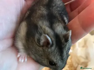 Hamster rodents Baby Winter White Russians from show stock - Advert 1