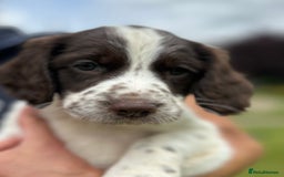 English Springer Spaniel dogs for sale: Working English springer spaniels in Tiverton - Image 9