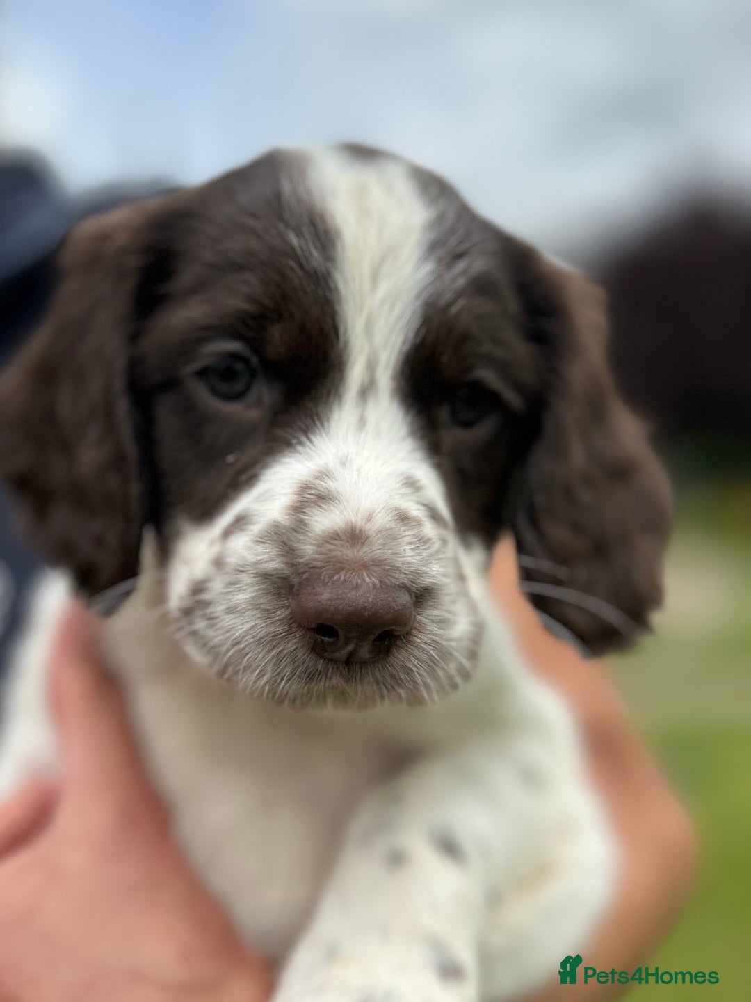 English Springer Spaniel dogs for sale: Working English springer spaniels in Tiverton - Image 9