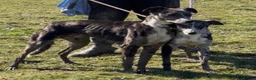 Lurcher dogs for sale: Top quality Lurcher puppies - Advert 31
