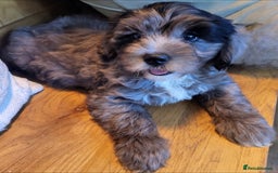 Cavapoo dogs for sale: F2 Cavapoo Gorgeous Babies!  - Image 14