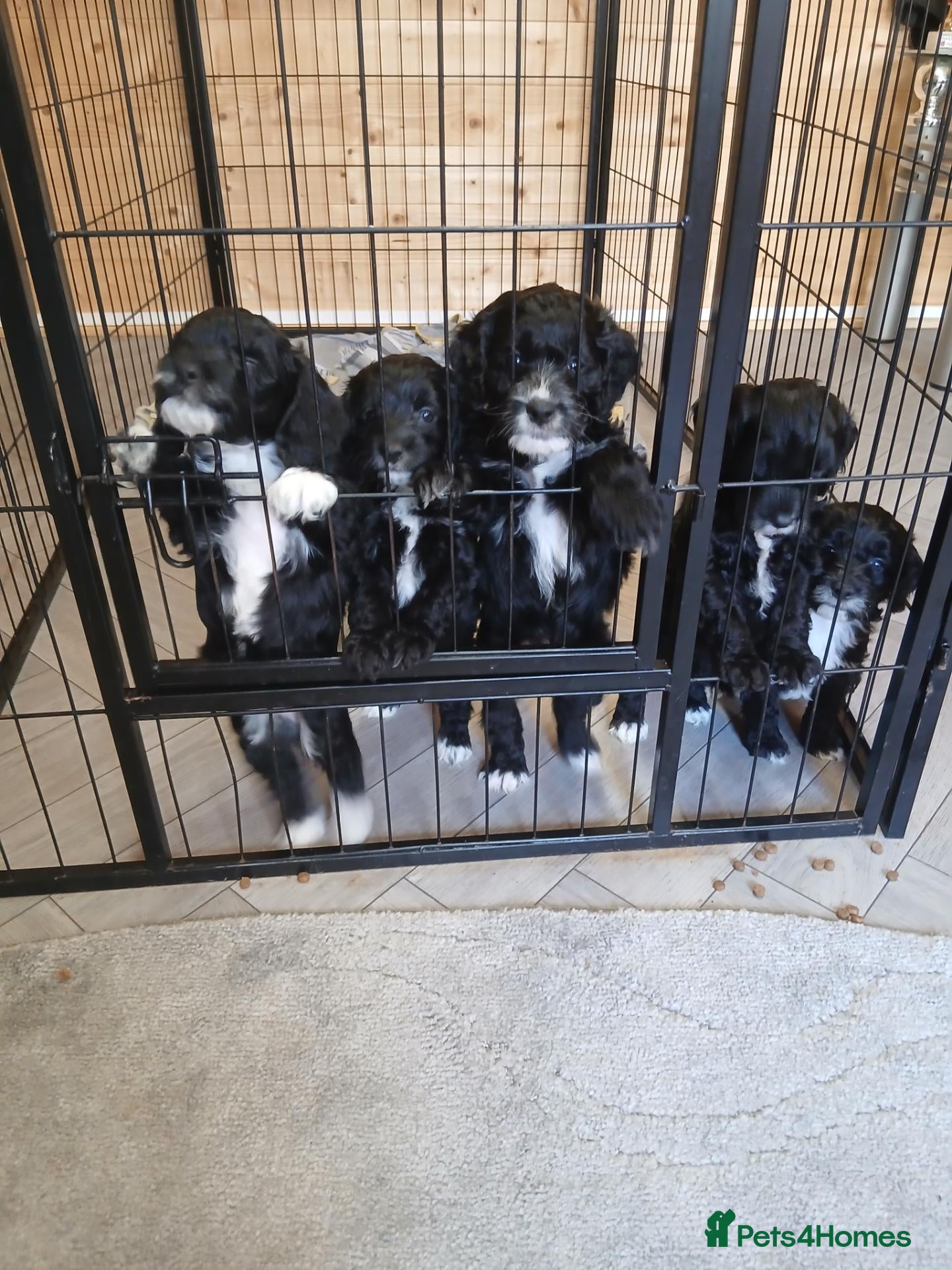 Cockapoo dogs F1 litter of cockapoo pups for sale  - Advert 1