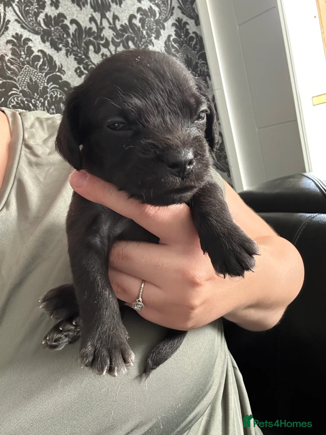 Mixed Breed dogs for sale: French bulldog - cockapoo - Advert 2