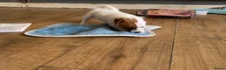 Mixed Breed dogs for sale: READY NOW….. Jack Russell beautiful litter of boys - Advert 14