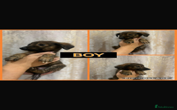 Mixed Breed dogs for sale: Greyhound - Image 1