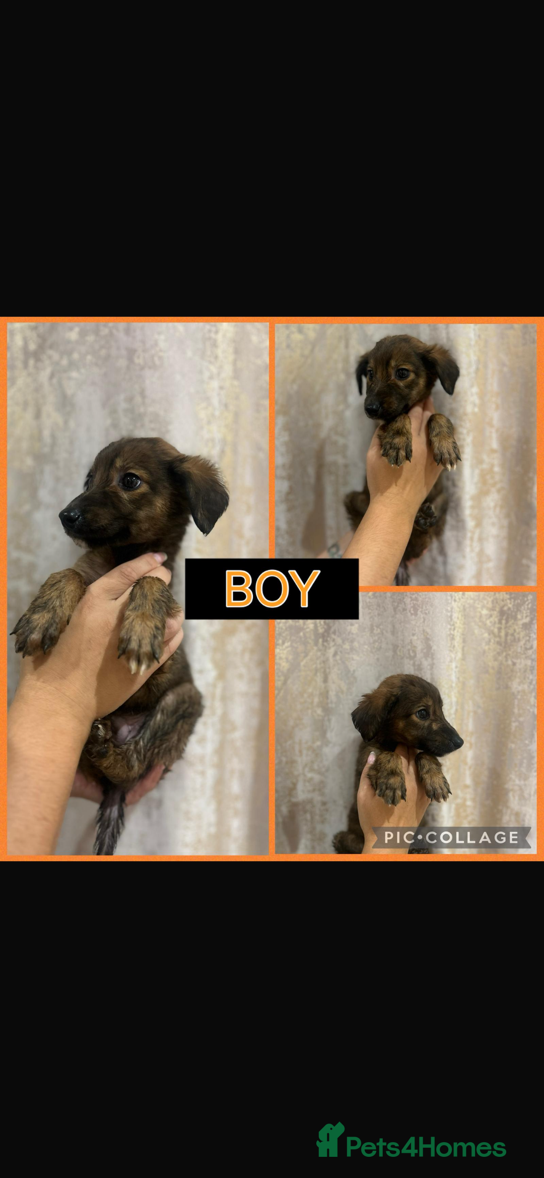 Mixed Breed dogs for sale: Greyhound - Image 1