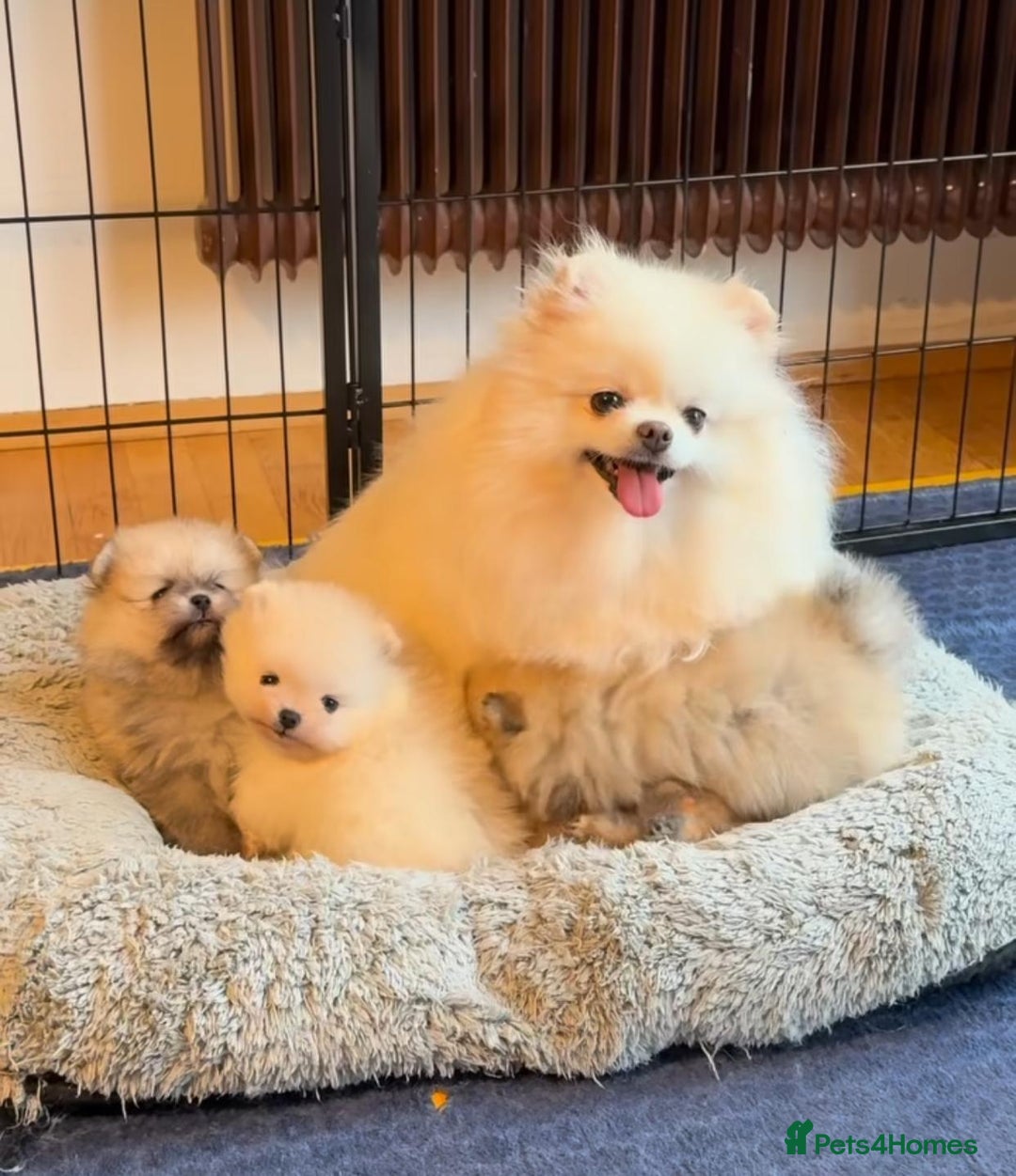 Teddy Bear Looking For Pomeranian Puppies For Sale Teddy