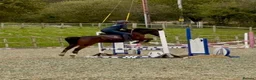 Mixed Breed livestock for sale: Stunning 13.2 all rounder Irish gelding  in Swansea - Advert 10