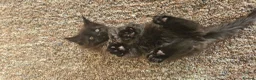 Maine Coon cats for sale: Beautiful Smoke kitten in Grantham - Advert 9