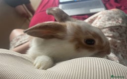 French Lop rabbits for sale: 4 x mixed breed lop bunnies 2 x albino REW 2 x not - Image 22