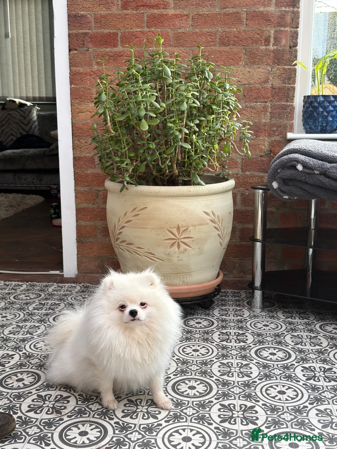 Pomeranian dogs for sale: Male Pomeranian  in Boston - Advert 5