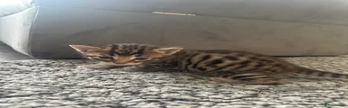 Bengal 3