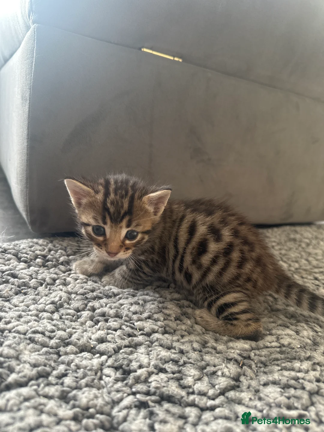 Bengal cats for sale: Stunning Bengal Kittens  - Advert 2