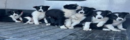 Border Collie dogs for sale: Beautiful Border Collies - Advert 6