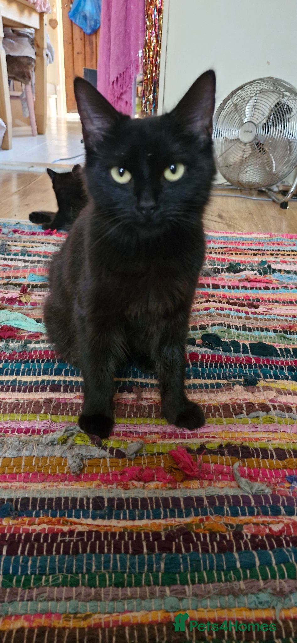 Mixed Breed cats 4 beautiful kittens looking for a good home - Advert 9