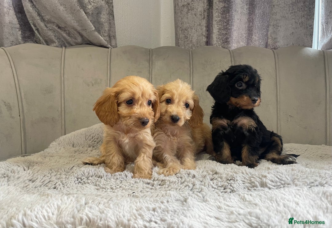 Cockapoo dogs for sale: Beautiful F1 cockapoos ready now  - Image 10