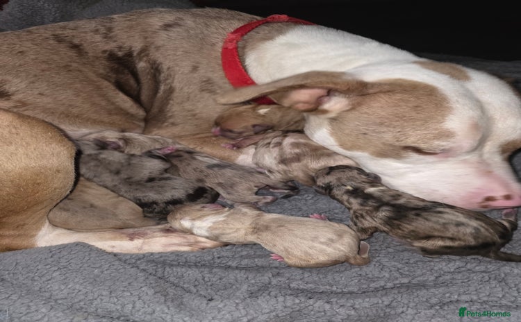 Mixed Breed dogs 3 female 9 week old puppies - Advert 1