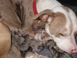 Mixed Breed dogs 3 female 9 week old puppies - Advert 1