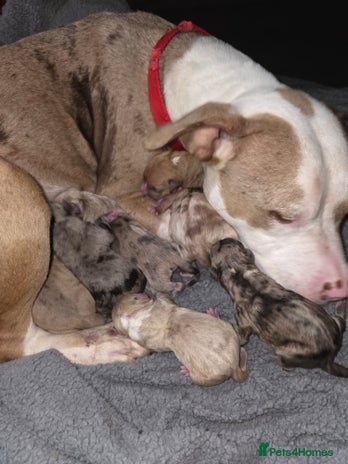 Mixed Breed dogs 3 female 9 week old puppies - Advert 3