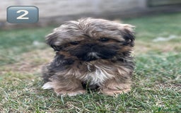 Shih Tzu dogs for sale: KC Registered Imperial Shih Tzu boys.  - Image 14