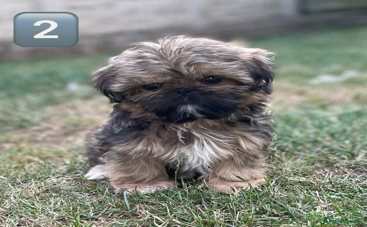 Shih Tzu dogs - Advert 5