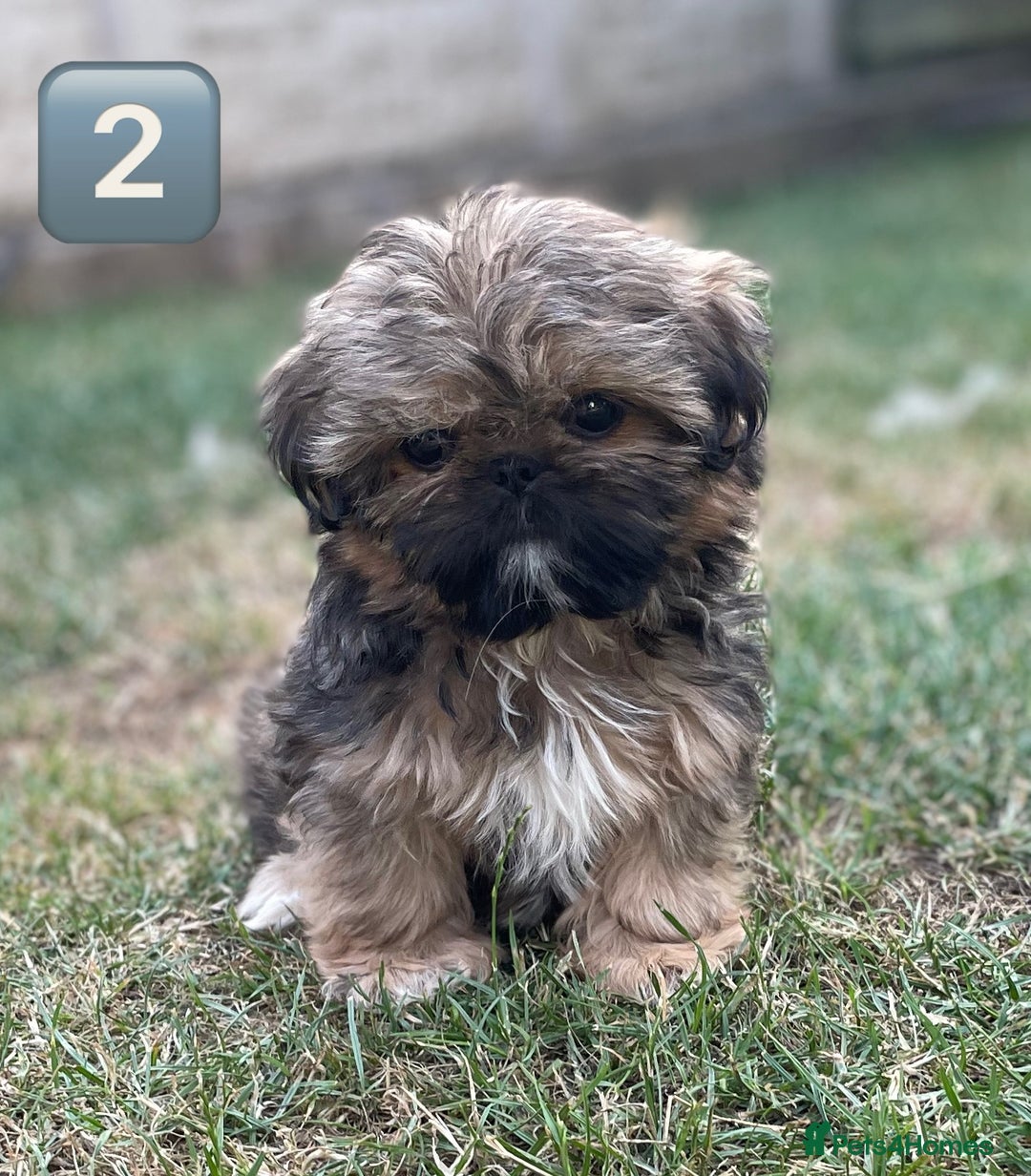 Shih Tzu dogs for sale: KC Registered Imperial Shih Tzu boys.  - Image 14