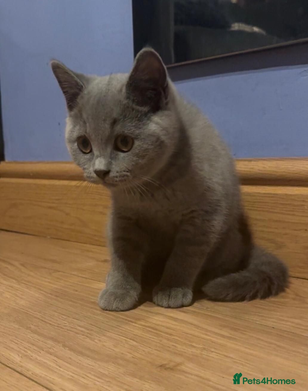 British Shorthair cats **Last Male remaining, Ready to leave Today** - Advert 2