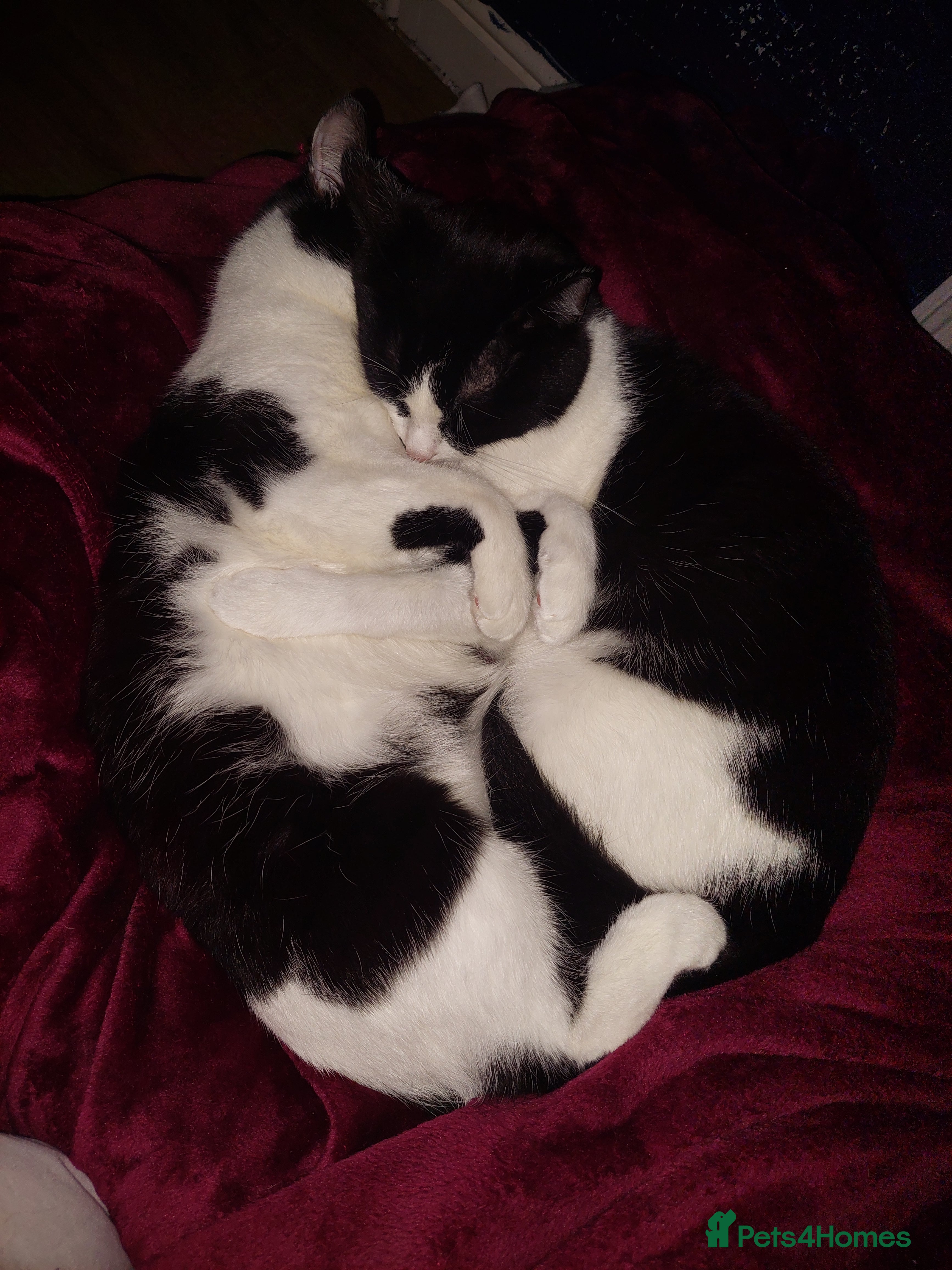 British Shorthair cats Adult cats looking for a new home - Advert 9