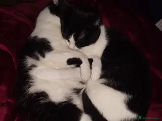 British Shorthair cats Adult cats looking for a new home - Advert 9