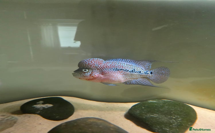 Cichlids fish - Advert 6