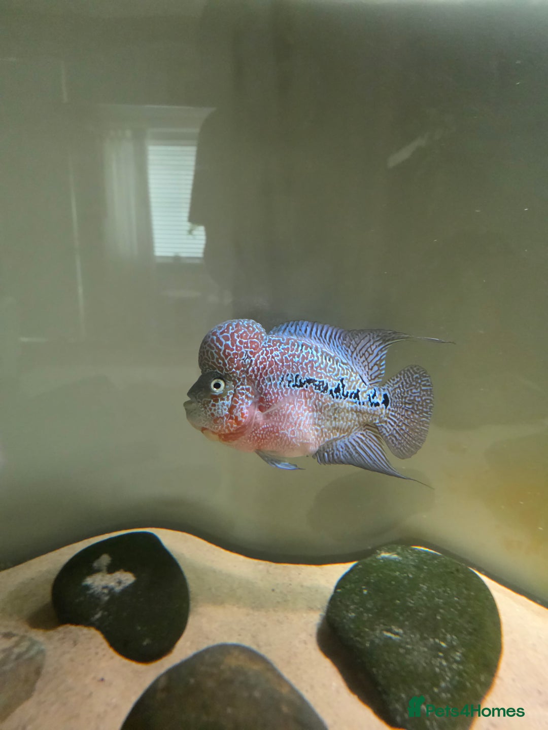Cichlids fish for sale: Male Flowerhorn - Image 1