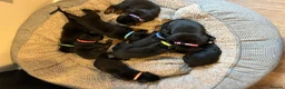 Dobermann dogs for sale: 5 beautiful puppies for sale  - Advert 8