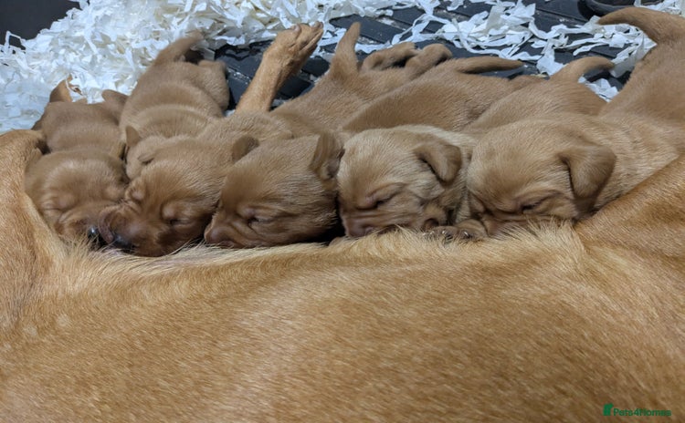 Labrador Retriever dogs - Advert 3
