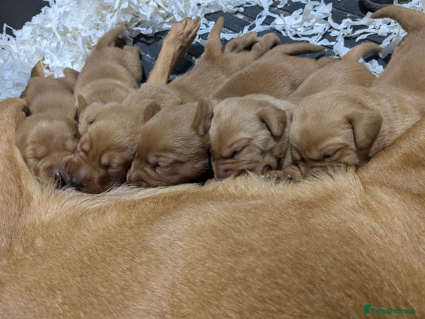 Labrador Retriever dogs - Advert 1