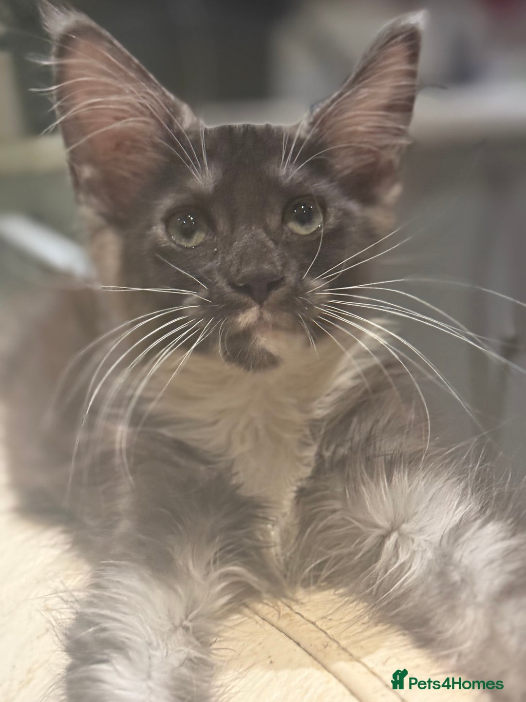 Maine Coon cats for sale: TICA registered kittens - Advert 15