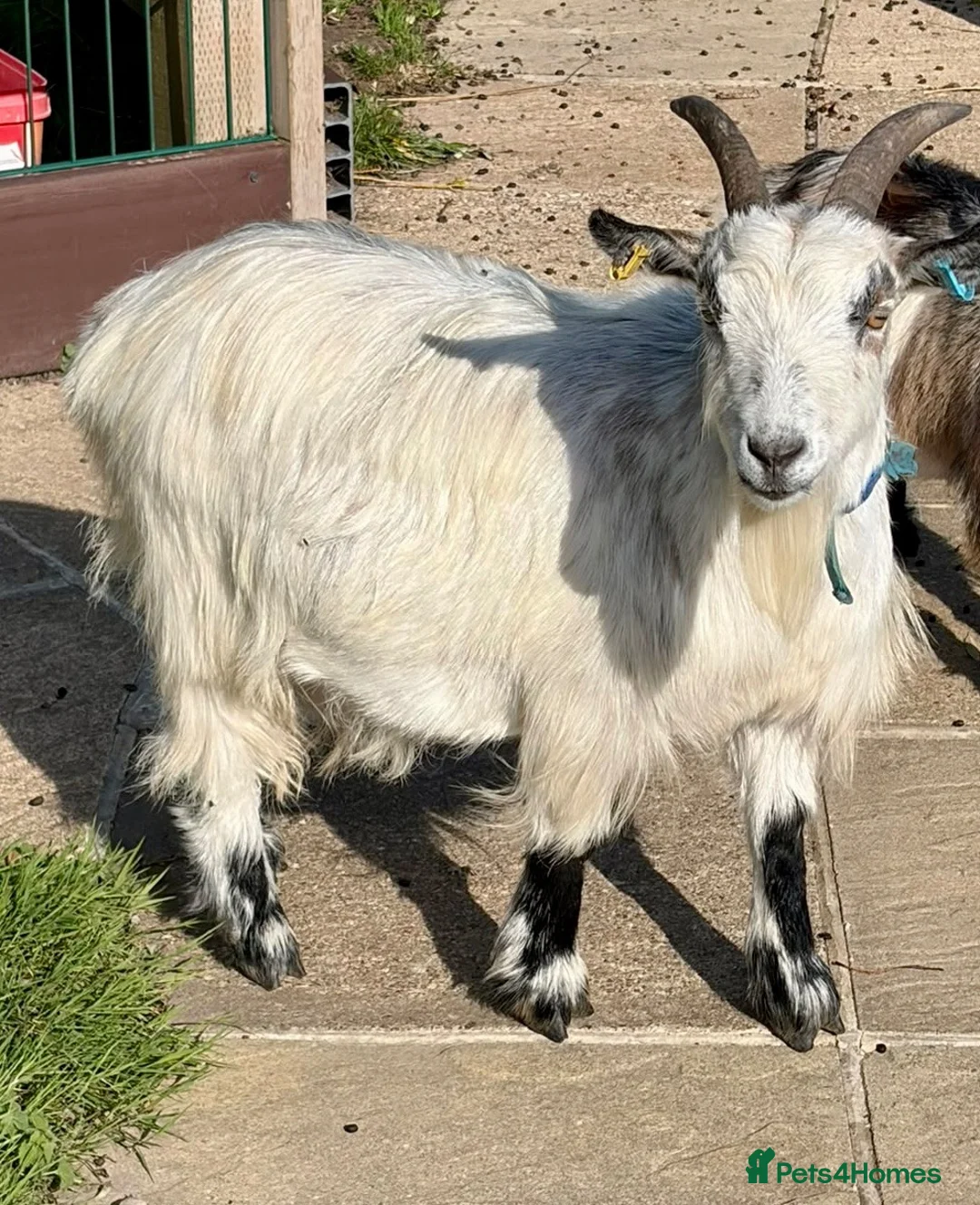 Goats livestock for sale: Pygmy goat wether  in Hailsham - Advert 3