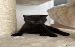 British Shorthair cats for sale: Adorable British Shorthairs available (5 females) - Image 4