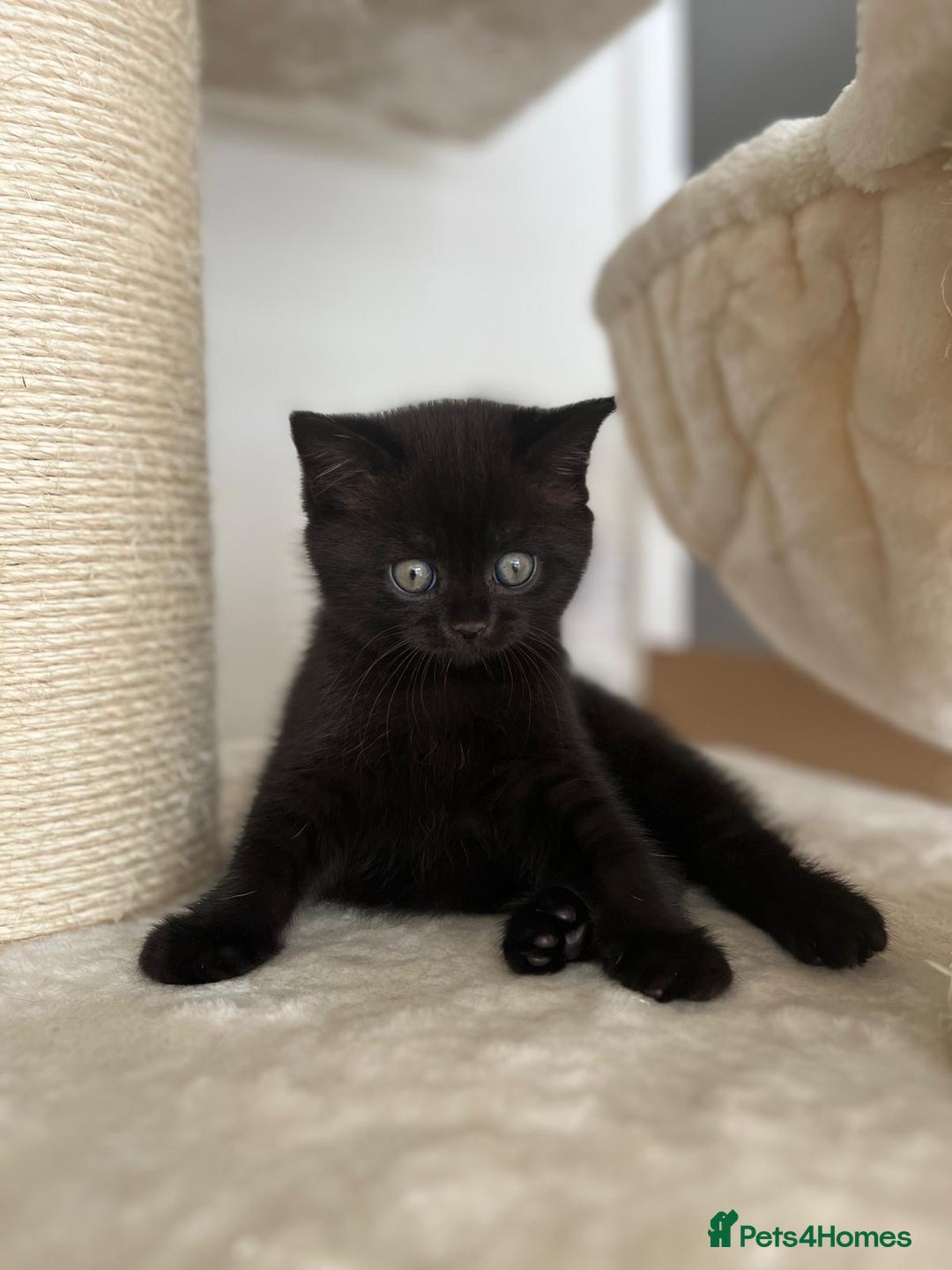 British Shorthair cats for sale: Adorable British Shorthairs available (5 females) - Image 4
