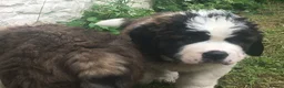 Saint Bernard dogs for sale: Rough Coated Pure St. Bernard  pups - Advert 8