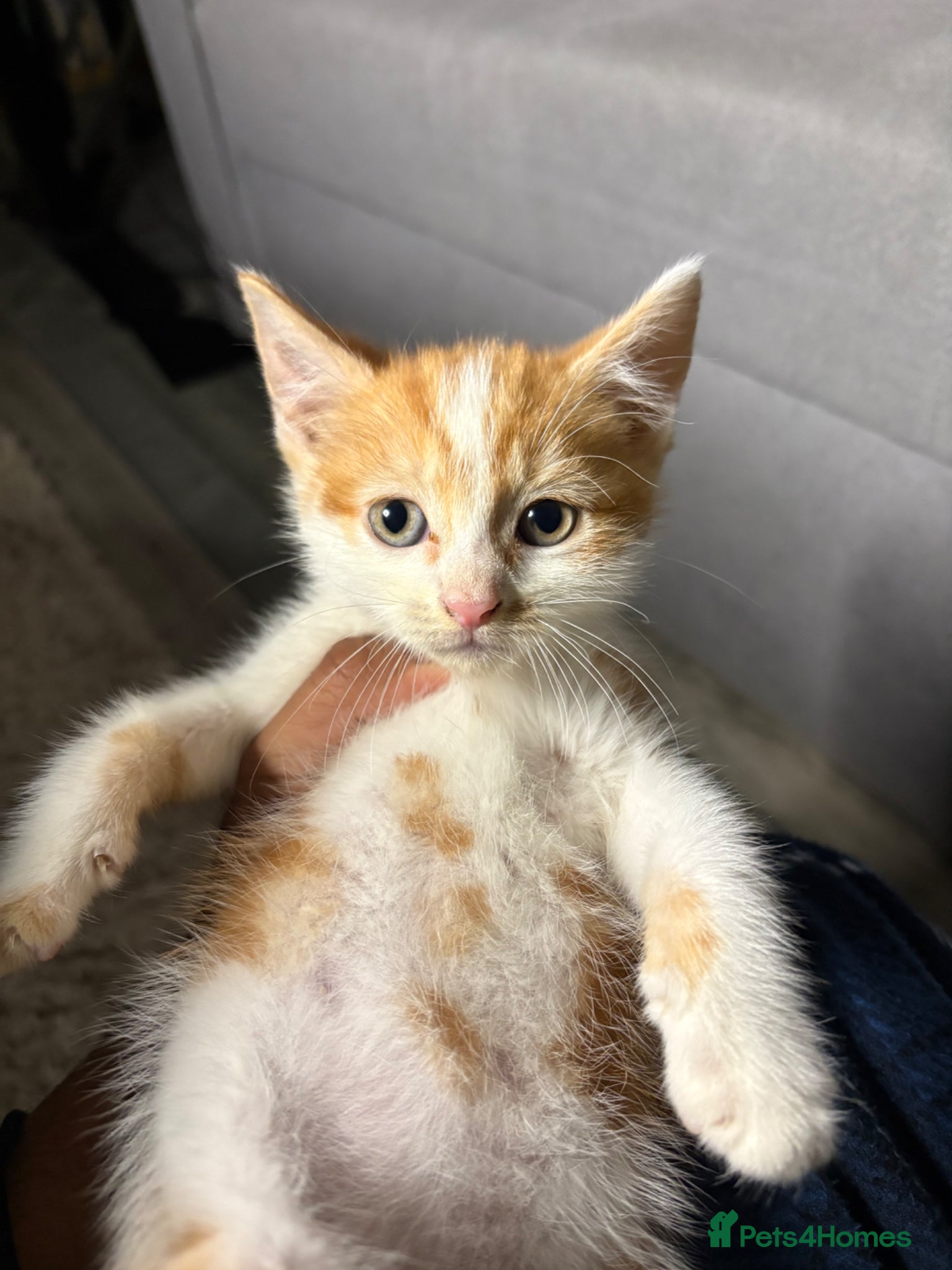 Mixed Breed cats White/Ginger kitten - ready to leave - Advert 18