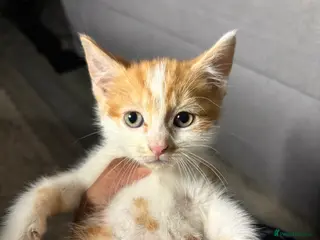 Mixed Breed cats White/Ginger kitten - ready to leave - Advert 18