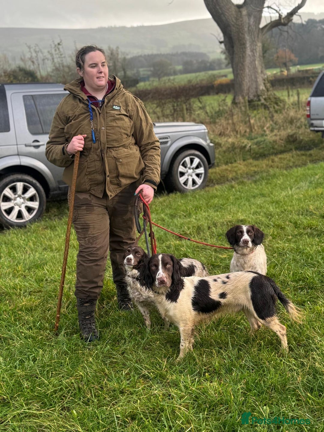 English Springer Spaniel dogs for sale: KC Working English springer spaniel puppies - Advert 22