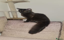 Norwegian Forest Cat cats for sale: Norwegian forest x in Basingstoke - Image 31