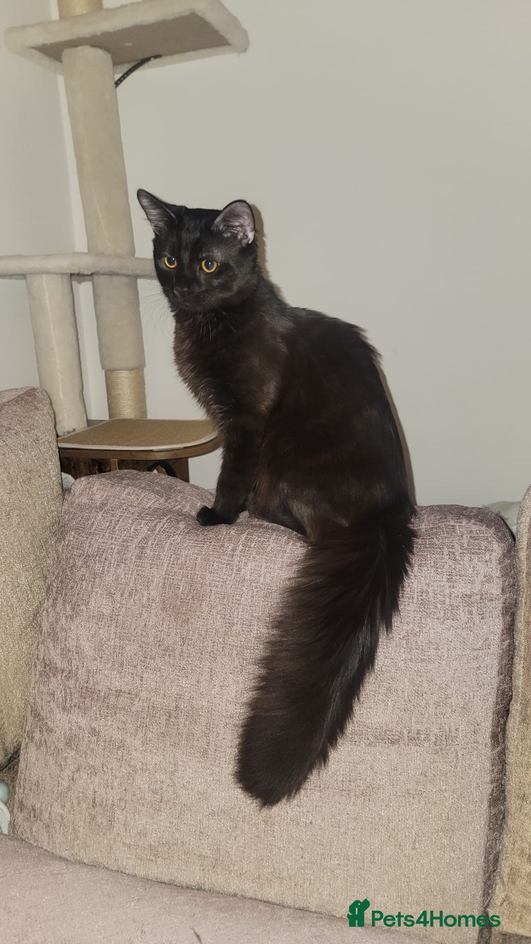Norwegian Forest Cat cats for sale: Norwegian forest x in Basingstoke - Image 31